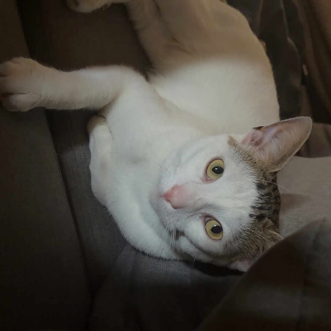 Milo