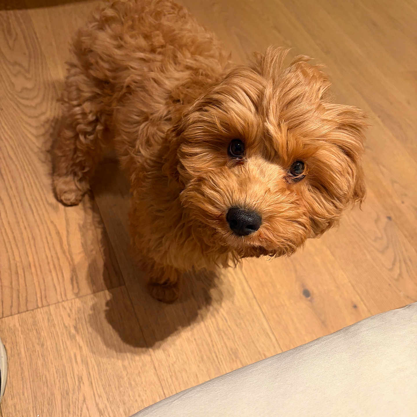 Mike participe au concours pour gagner de l'argent avec cette photo : adorable, animal, brown, canine, companion, curious, curly_hair, cute, dog, domestic_animal, fluffy, friendly, fur, indoor, looking_up, pet, puppy, small_dog, wooden_floor, young_dog