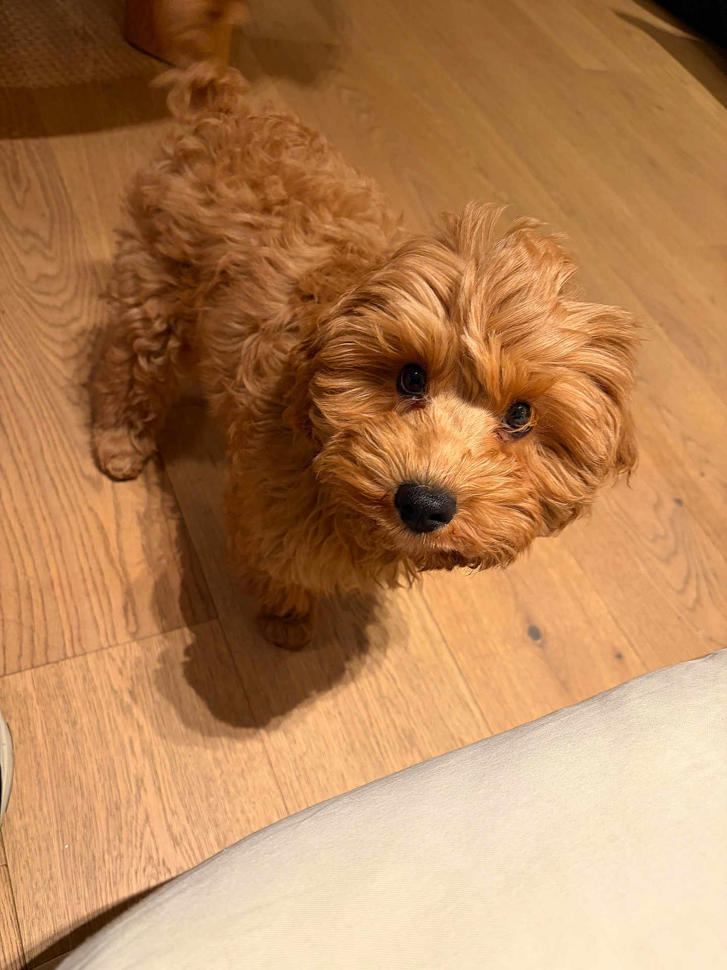 Mike participe au concours pour gagner de l'argent avec cette photo : dog, puppy, curly_hair, fluffy, wooden_floor, pet, indoor, looking_up, brown, adorable, cute, animal, canine, companion, fur, small_dog, domestic_animal, friendly, curious, young_dog
