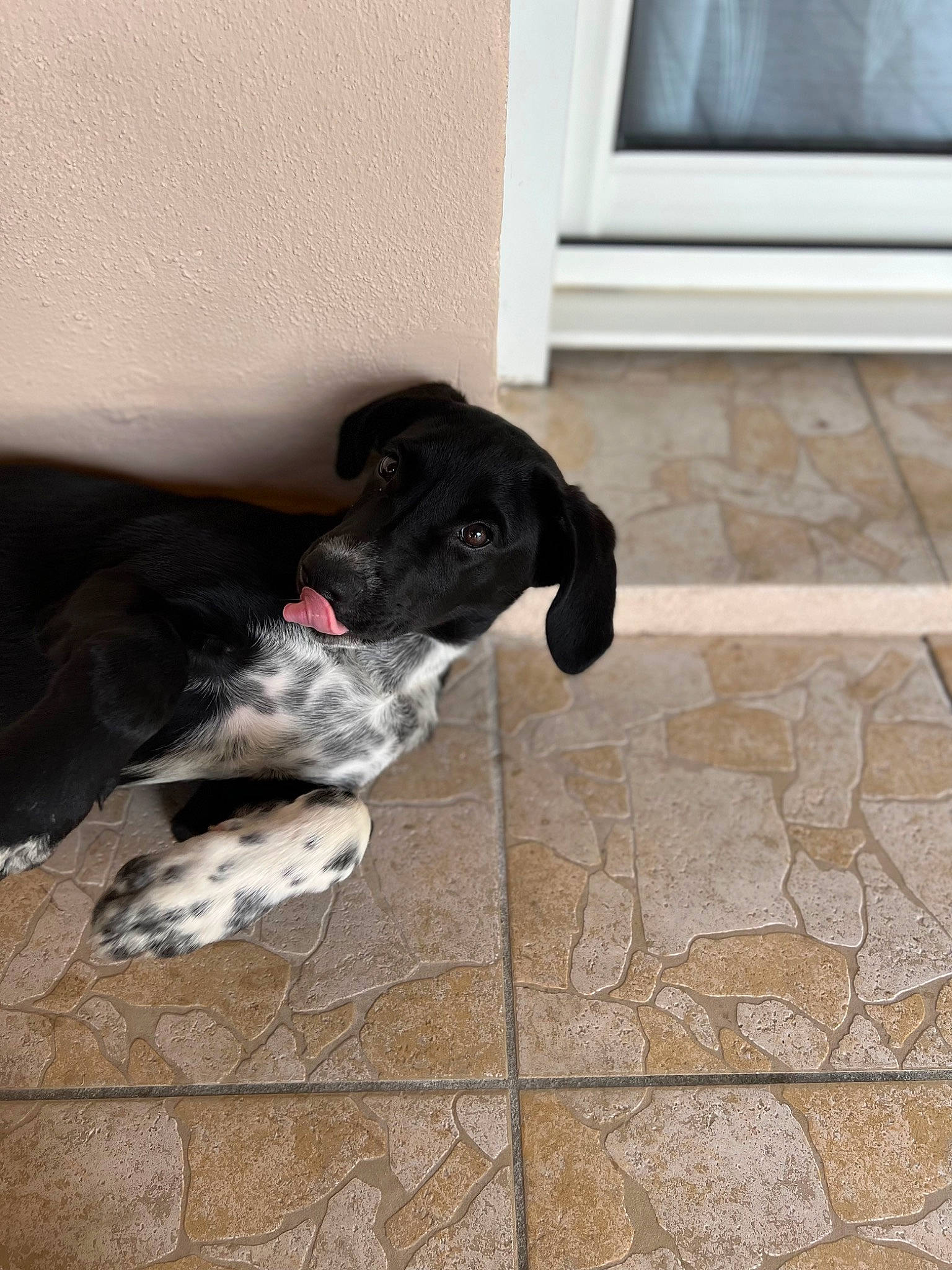 Holly participe au concours pour gagner de l'argent avec cette photo : borador, canidae, carnivore, cobblestone, collar, companion_dog, dog, dog_breed, flagstone, floor, flooring, fur, gun_dog, rectangle, snout, sporting_group, tail, tile_flooring, wood, working_animal