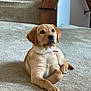 puppy, dog, golden_retriever, carpet, indoor, stairs, pet, animal, cute, young, fur, collar, home, resting, looking_up, mammal, domestic_animal, canine, friendly, companion