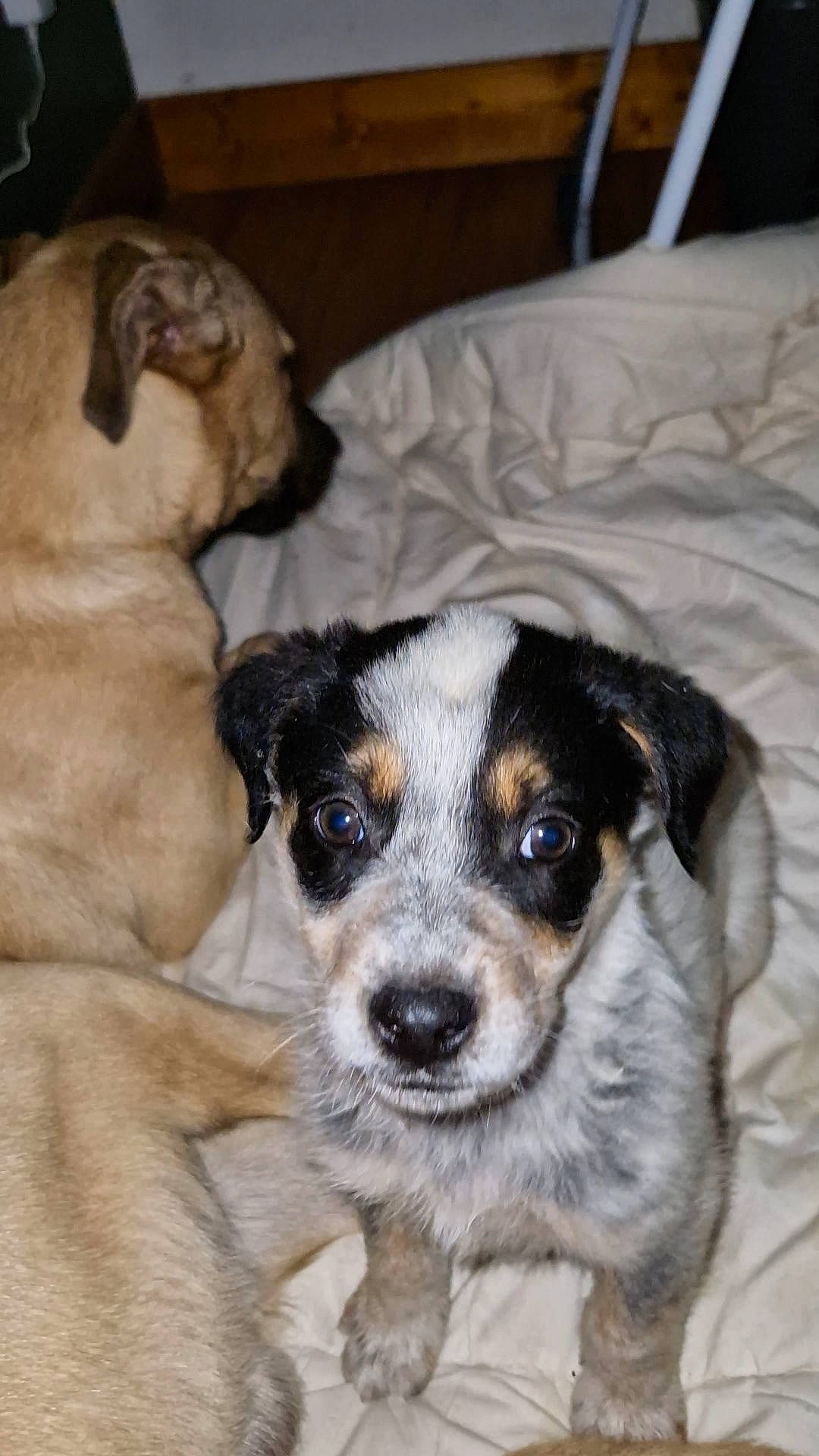 Volt a rejoint le concours — aidez-le/la à gagner de superbes lots ! ball, canidae, carnivore, comfort, companion_dog, couch, dog, dog_breed, fawn, fur, paw, puppy, snout, sporting_group, terrestrial_animal, terrier, toy_dog, whiskers, working_animal, working_dog