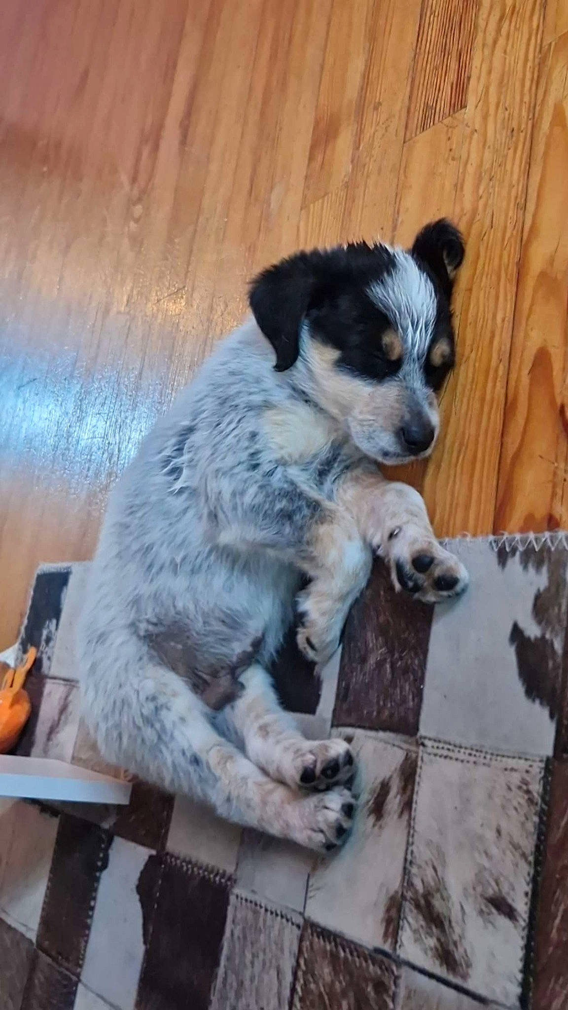 Volt a rejoint le concours — aidez-le/la à gagner de superbes lots ! canidae, carnivore, companion_dog, dog, dog_breed, fur, hardwood, paw, puppy, snout, sporting_group, tail, terrestrial_animal, texas_heeler, toy_dog, whiskers, wood