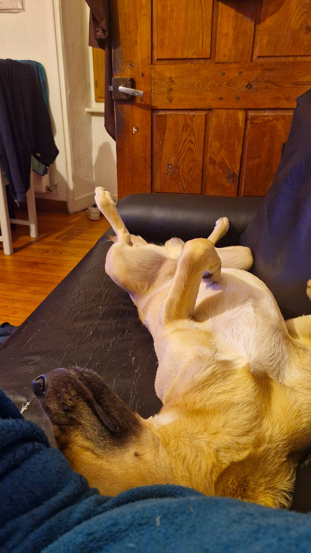 Bucky participe au concours pour gagner de l'argent avec cette photo : cabinetry, canidae, carnivore, chair, comfort, companion_dog, dog, dog_breed, drawer, fawn, floor, flooring, furniture, gesture, hardwood, snout, sporting_group, tail, wood, working_animal