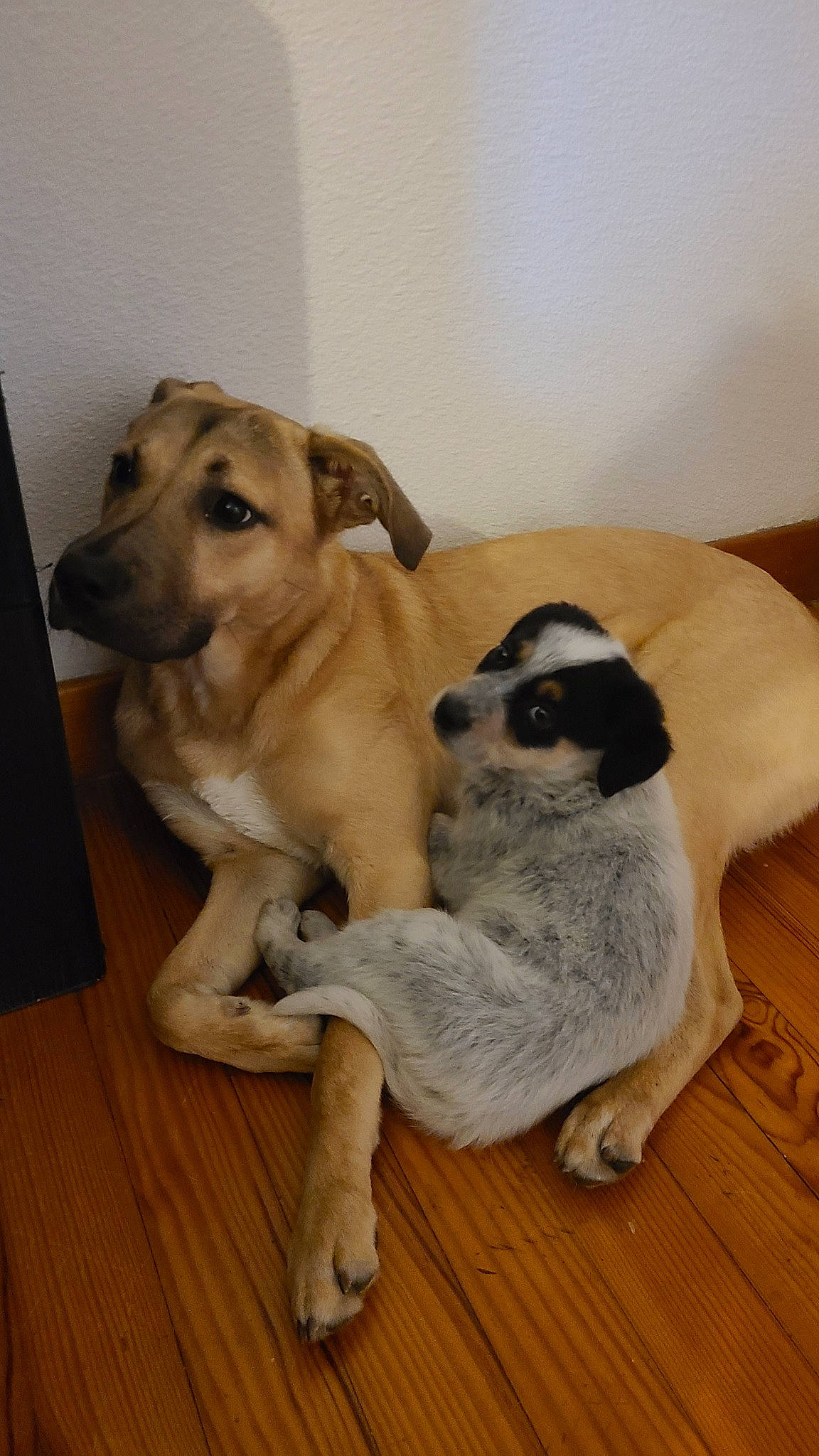 Bucky participe au concours pour gagner de l'argent avec cette photo : bored, canidae, carnivore, comfort, companion_dog, dog, dog_breed, fawn, flooring, fur, hardwood, laminate_flooring, plank, snout, sporting_group, tail, varnish, wood, wood_flooring, working_animal