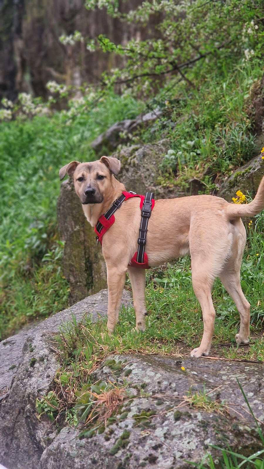 Bucky participe au concours pour gagner de l'argent avec cette photo : canidae, carnivore, collar, companion_dog, dog, dog_breed, dog_collar, dog_supply, fawn, grass, leash, pet_supply, plant, recreation, snout, soil, sporting_group, tree, working_animal, working_dog