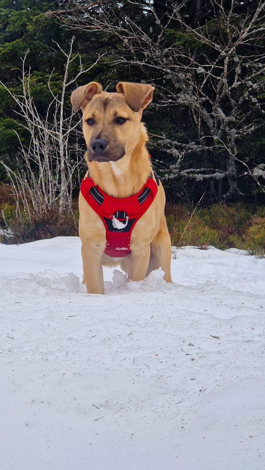 Bucky participe au concours pour gagner de l'argent avec cette photo : ball, canidae, carnivore, collar, companion_dog, dog, dog_breed, dog_collar, dog_supply, fawn, freezing, pet_supply, plant, snout, snow, sporting_group, tree, winter, working_animal, working_dog