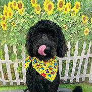 Moose is registered to the contest to win money with this photo: dog, black_dog, bandana, yellow_bandana, sunflowers, white_picket_fence, outdoor, pet, cute, tongue_out, sitting, fluffy, grass, nature, colorful, portrait, animal, playful, friendly, domestic_animal