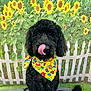 dog, black_dog, bandana, yellow_bandana, sunflowers, white_picket_fence, outdoor, pet, cute, tongue_out, sitting, fluffy, grass, nature, colorful, portrait, animal, playful, friendly, domestic_animal