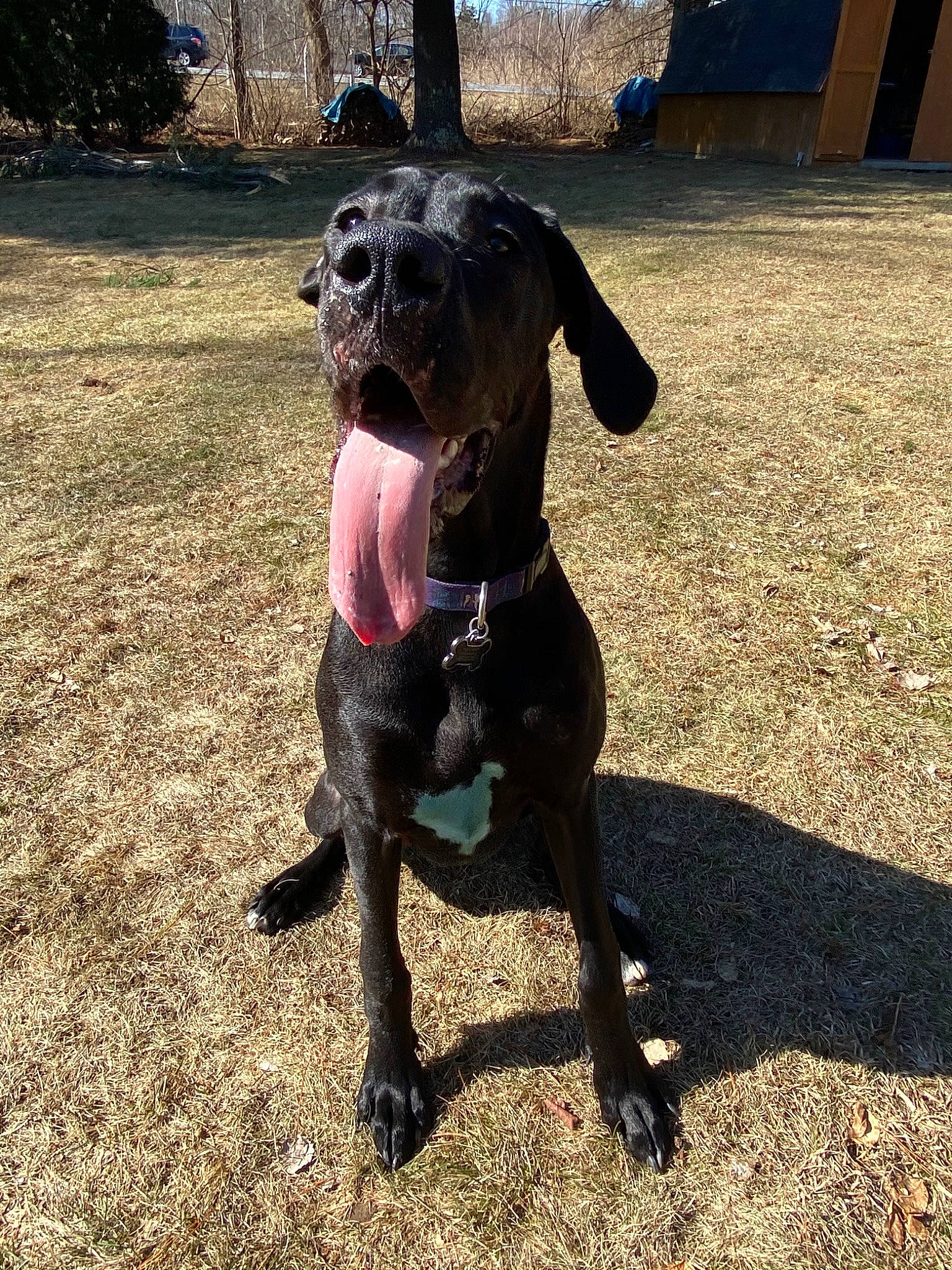Hooch is registered to the contest to win money with this photo: alaunt, bandog, cane_corso, canidae, carnivore, dog, dog_breed, german_shorthaired_pointer, great_dane, guard_dog, hunting_dog, mammal, non_sporting_group, plott_hound, pointer, snout, sporting_group, tail, vertebrate, working_dog