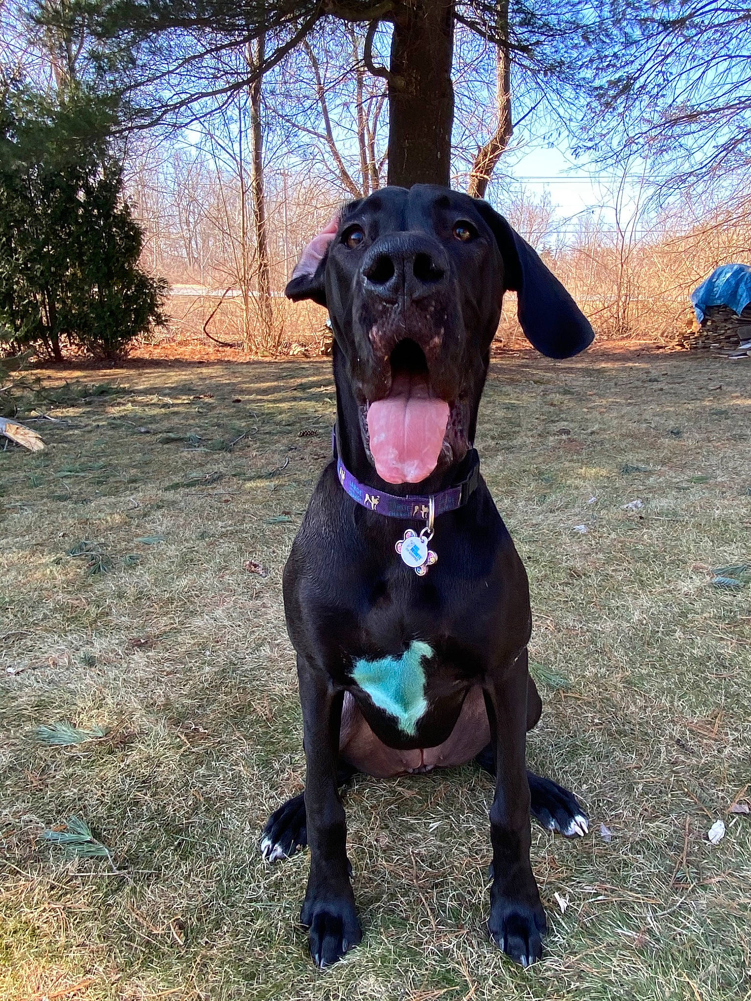 Hooch joined the competition — help win amazing prizes! american_pit_bull_terrier, bandog, borador, cane_corso, canidae, carnivore, dog, dog_breed, great_dane, guard_dog, hunting_dog, labrador_retriever, mammal, patterdale_terrier, plant, rare_breed_dog, snout, sporting_group, vertebrate, working_dog