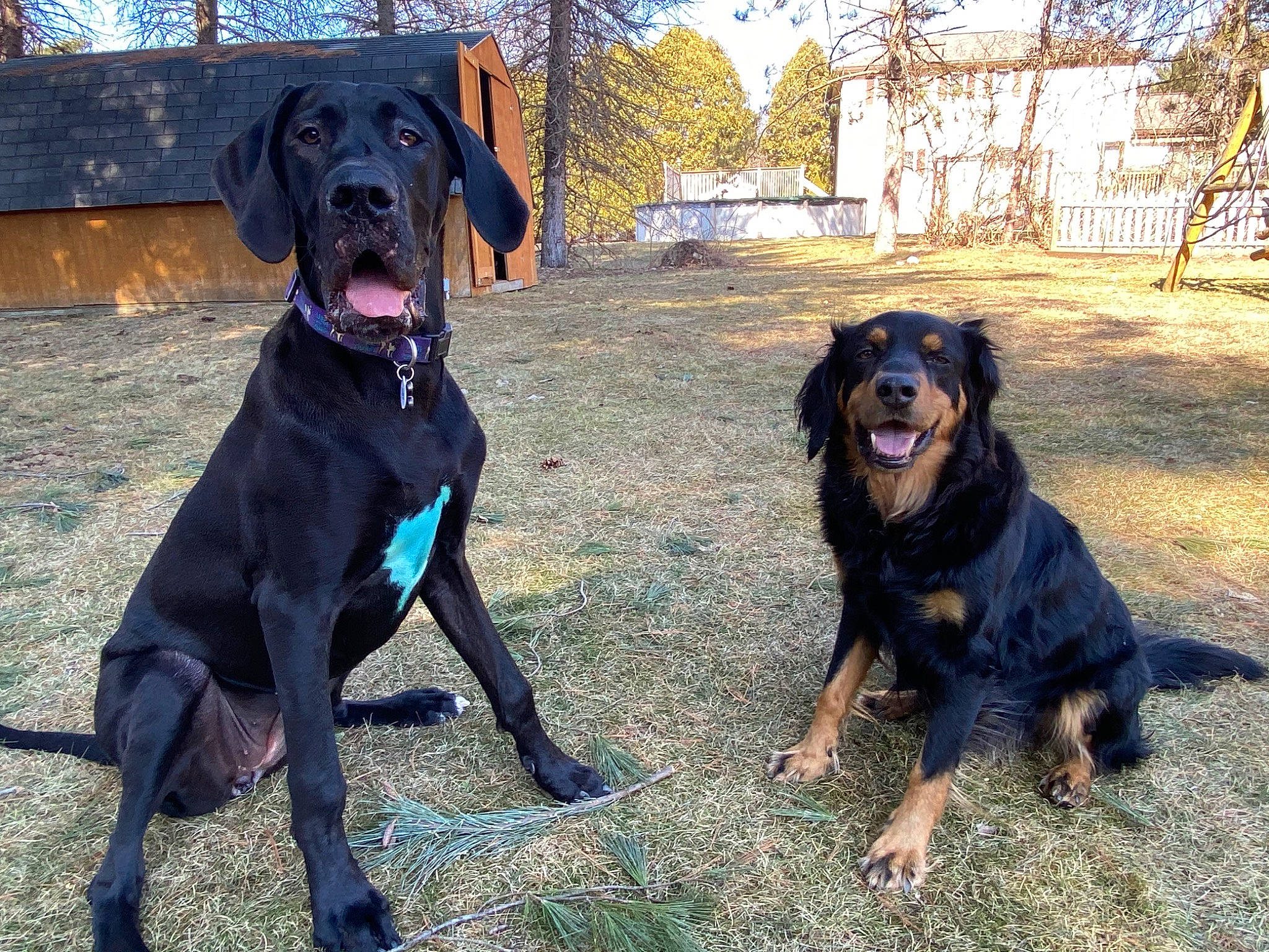 Hooch is registered to the contest to win money with this photo: beauceron, canidae, carnivore, companion_dog, dog, dog_breed, guard_dog, hunting_dog, labrador_retriever, mammal, montenegrin_mountain_hound, polish_hunting_dog, rottweiler, sporting_group, vertebrate, working_dog