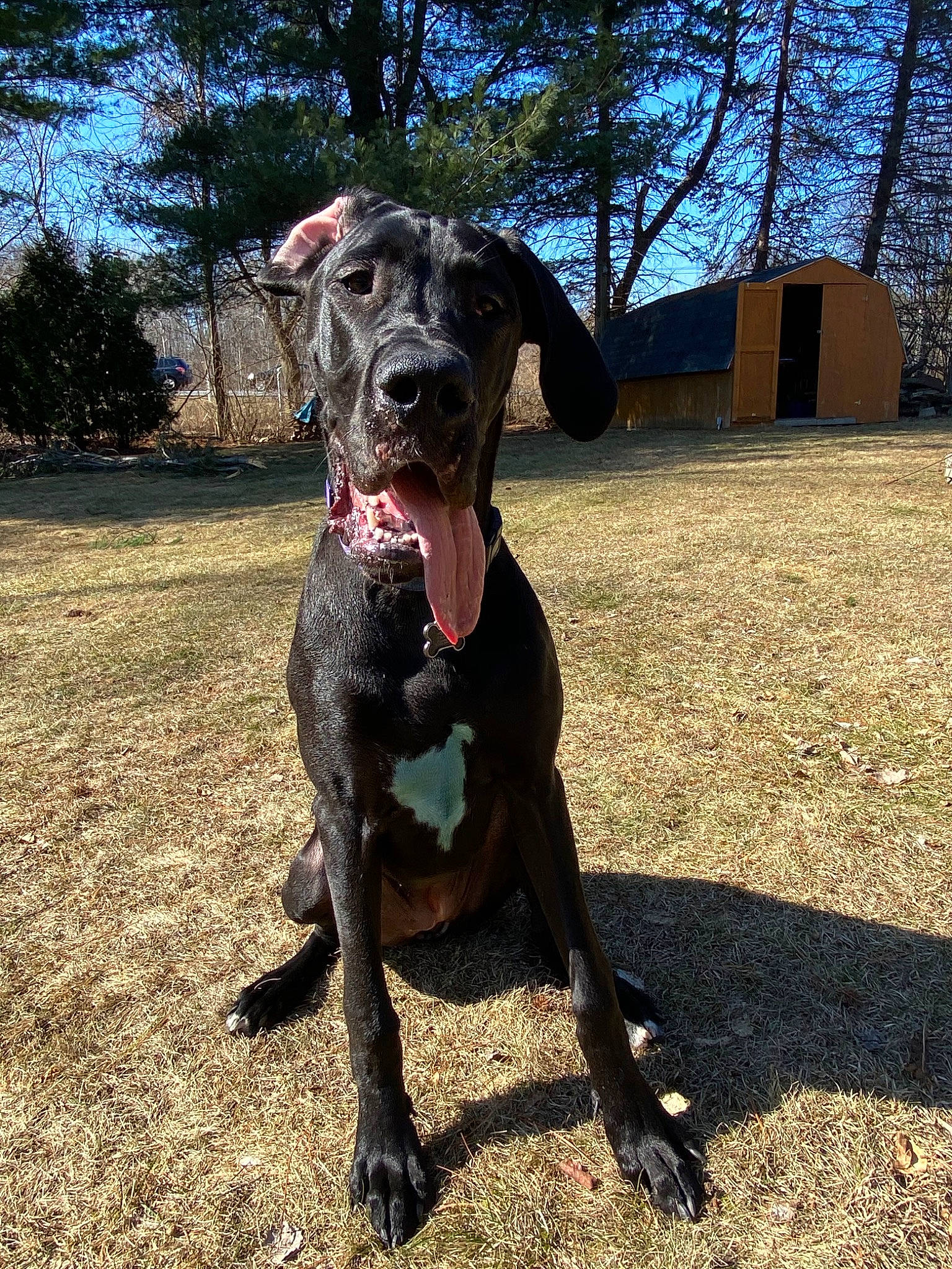 Hooch joined the competition — help win amazing prizes! canidae, carnivore, dog, dog_breed, ear, german_shorthaired_pointer, great_dane, guard_dog, hunting_dog, mammal, non_sporting_group, plott_hound, pointer, rare_breed_dog, sporting_group, vertebrate, working_dog