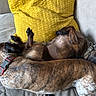 animal, black, brown, collar, companion, couch, cozy, dog, fur, furniture, home, indoor, pet, relaxing, resting, sleeping, spotted, striped, white, yellow_pillow