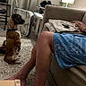 attention, blanket, blue_shorts, brown_dog, carpet, casual, chair, collar, couch, dog, fan, floor, hands, household_items, indoor, legs, living_room, person, shorts, sitting