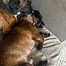 animal, black_ear, brown_dog, canine, close_up, collar, comfort, companions, couch, dog, domestic_animal, friendship, fur, indoor, laying_down, pet, relaxing, resting, snuggling, two_dogs