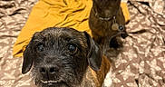 Boomer N Beamher is registered to the contest to win money with this photo: animal, blanket, brown, clothing, collar, cute, dog, expression, floor, foot, fur, home, indoor, looking_up, mustard, pattern, pet, shoes, small_dog, tag