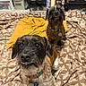 animal, blanket, brown, clothing, collar, cute, dog, expression, floor, foot, fur, home, indoor, looking_up, mustard, pattern, pet, shoes, small_dog, tag