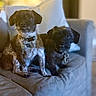 Boomer N Beamher is registered to the contest to win money with this photo: animal_portrait, black_dog, brown_dog, collar, companions, couch, curious, cute, dog, domestic_animal, expression, friendship, furniture, indoor, living_room, pets, seated, small_dogs, tag, two_dogs