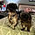 Boomer N Beamher