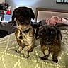 animal, bedroom, black, blanket, brown, collar, companion, curious, cute, dog, domestic, expression, fur, furniture, headboard, indoor, pet, plush_toy, small_dog, tag