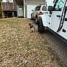 Boomer N Beamher joined the competition — help win amazing prizes! canine, car, dog, dogs, driveway, garage, grass, house, jeep, lawn, leaf, outdoor, overcast, parking, pet, residential, suburban, tree, vehicle, yard