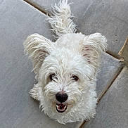 Zoe is registered to the contest to win money with this photo: animal, canine, companion, concrete, curly_fur, cute, dog, ears_up, fluffy, friendly, happy, looking_up, outdoor, pet, rocks, sidewalk, small_dog, smiling, tail, white_dog
