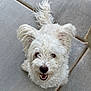 animal, canine, companion, concrete, curly_fur, cute, dog, ears_up, fluffy, friendly, happy, looking_up, outdoor, pet, rocks, sidewalk, small_dog, smiling, tail, white_dog