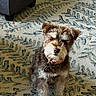 animal, brown_and_white, carpet, collar, cute, dog, fluffy, furniture, indoors, living_room, looking_at_camera, patterned_background, pet, phone_screenshot, portrait, puppy, rug, shaggy_dog, sitting, small_dog