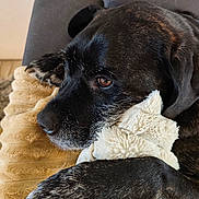 Akela participe au concours pour gagner de l'argent avec cette photo : animal, black, brown, close_up, comfort, companion, couch, cozy, cute, dog, fur, furry, indoor, paw, pet, plush_toy, relaxed, resting, snuggling, soft_texture