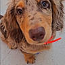 Bacon participe au concours pour gagner de l'argent avec cette photo : dog, puppy, close_up, portrait, brown_fur, floppy_ears, long_snout, large_nose, brown_eyes, red_collar, pet, animal, canine, outdoor, concrete, sitting, looking_at_camera, cute, funny, friendly