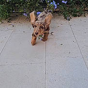 Bacon participe au concours pour gagner de l'argent avec cette photo : puppy, dog, pet, animal, fluffy, brown_fur, tan_fur, long_ears, running, walking, outdoor, garden, flowers, blue_flowers, patio, tiles, plant, leaf, playful, cute