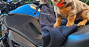 Bacon a rejoint le concours — aidez-le/la à gagner de superbes lots ! dog, puppy, motorcycle, motorbike, vehicle, jacket, collar, red_collar, brown_fur, long_ears, floppy_ears, sitting, outdoor, garden, plants, house, portrait, pet, biker, text_overlay