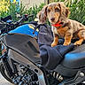 dog, puppy, motorcycle, motorbike, vehicle, jacket, collar, red_collar, brown_fur, long_ears, floppy_ears, sitting, outdoor, garden, plants, house, portrait, pet, biker, text_overlay