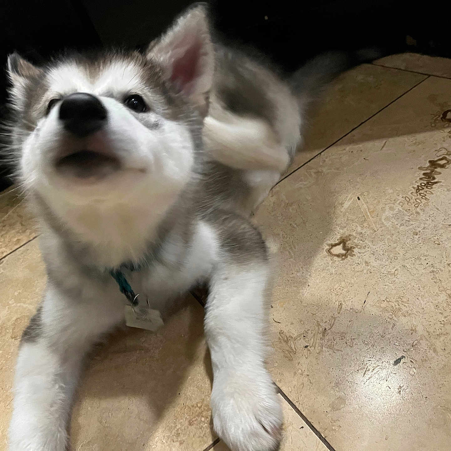 Koda
