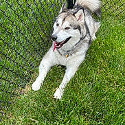 Koda is registered to the contest to win money with this photo: dog, husky, pet, grass, fence, outdoor, animal, canine, tongue_out, happy, playing, nature, summer, fur, collar, resting, paw, daylight, cheerful, closeup