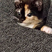 Pebbles joined the competition — help win amazing prizes! animal, calico, cat, closeup, cozy, curious, cute, ears, fabric, feline, gray, indoor, kitten, paw, peeking, pet, resting, small, texture, whiskers
