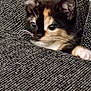 animal, calico, cat, closeup, cozy, curious, cute, ears, fabric, feline, gray, indoor, kitten, paw, peeking, pet, resting, small, texture, whiskers