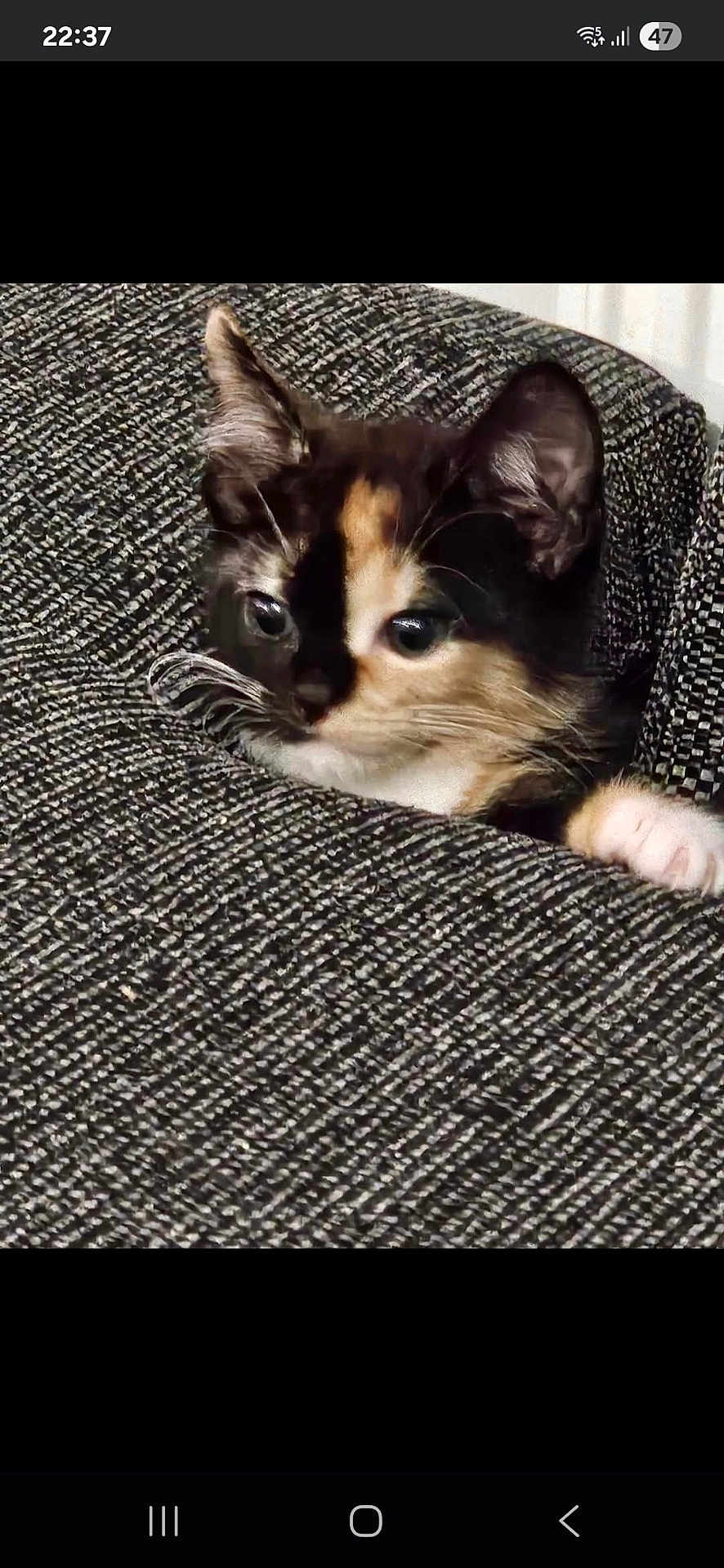 Pebbles