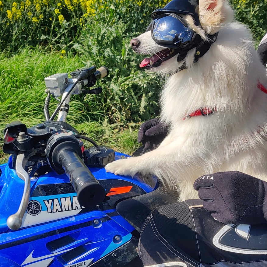Nalou participe au concours pour gagner de l'argent avec cette photo : animal, canine, clothing, device, dog, eskimodog, glove, grass, helmet, husky, lawn, lawnmower, motorcycle, outdoors, pet, plant, tool, transportation, vehicle, water