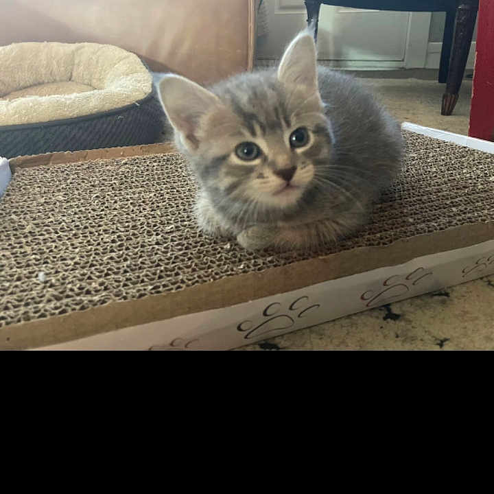 Diesel joined the competition — help win amazing prizes! abyssinian, animal, architecture, building, cat, computerhardware, couch, cushion, electronics, furniture, hardware, homedecor, indoors, kitten, livingroom, manx, monitor, pet, rug, screen