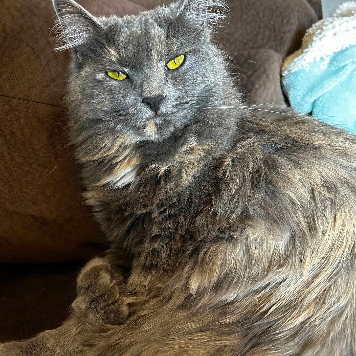 Lux joined the competition — help win amazing prizes! animal, cat, close_up, couch, cozy, domestic_animal, ears, feline, fluffy, gray_fur, home, indoor, pet, portrait, relaxed, resting, sitting, soft_fur, whiskers, yellow_eyes