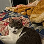 cat, gray_and_white_cat, quilt, blanket, bed, indoor, pet, feline, resting, cozy, fur, whiskers, animal, cute, domestic_cat, relaxed, looking, soft, comfort, home