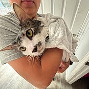 Milo joined the competition — help win amazing prizes! person, cat, towel, indoor, glasses, wet_cat, holding, floor, wooden_floor, gray_shirt, barefoot, door, light, wide_eyes, animal, pet, home, closeup, expression, arm