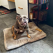 Jasper participe au concours pour gagner de l'argent avec cette photo : dog, dog_bed, bone, kitchen, floor_tile, cabinet, shelf, books, curious, pet, indoor, brown_dog, wrinkly_face, cozy, floor, furniture, container, home, animal, mammal