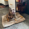dog, dog_bed, bone, kitchen, floor_tile, cabinet, shelf, books, curious, pet, indoor, brown_dog, wrinkly_face, cozy, floor, furniture, container, home, animal, mammal
