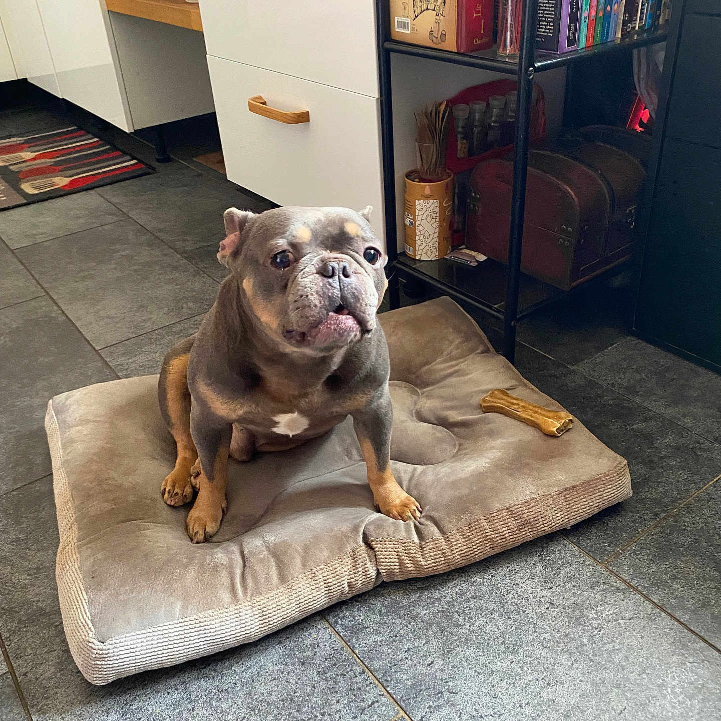 Jasper participe au concours pour gagner de l'argent avec cette photo : dog, dog_bed, bone, kitchen, floor_tile, cabinet, shelf, books, curious, pet, indoor, brown_dog, wrinkly_face, cozy, floor, furniture, container, home, animal, mammal