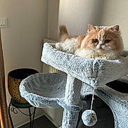 Sunny participe au concours pour gagner de l'argent avec cette photo : cat, fluffy, indoor, cat_tree, pet, feline, resting, cream_color, white_color, curious, cozy, soft_texture, decorative_pot, wrought_iron, furniture, relaxed, animal, home, looking, quiet