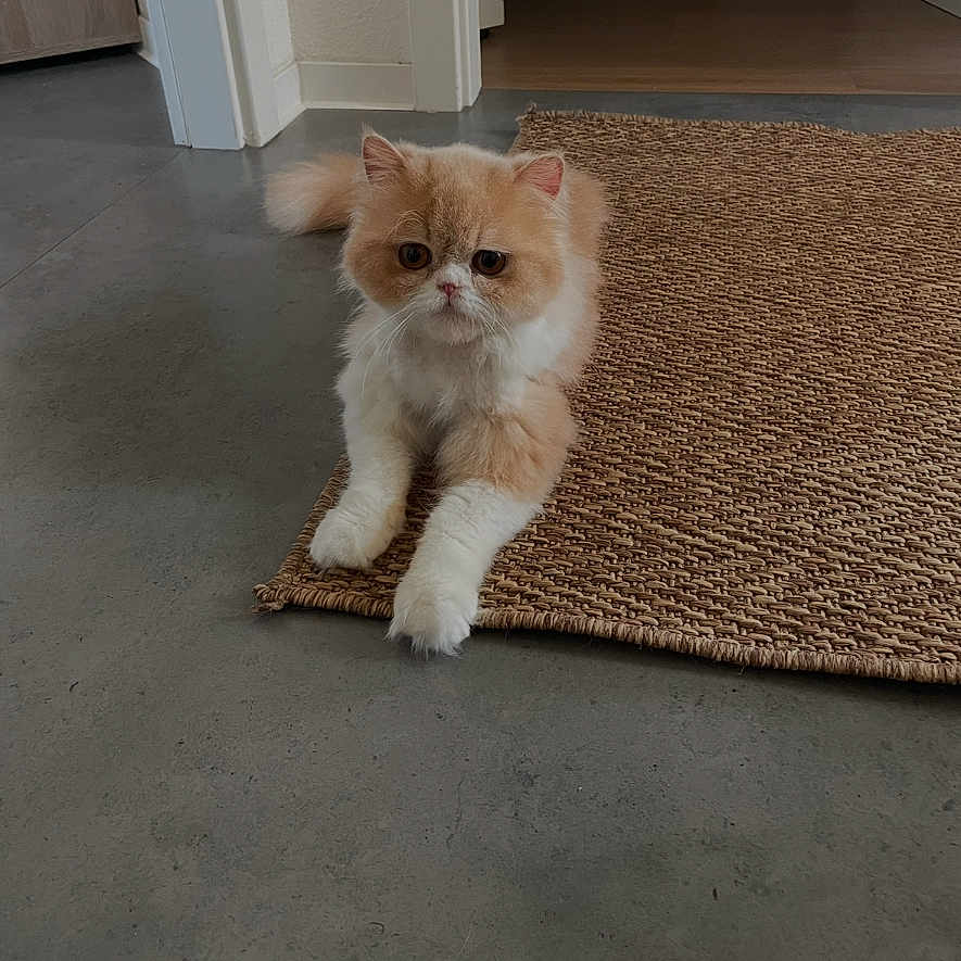 Sunny a rejoint le concours — aidez-le/la à gagner de superbes lots ! animal, cat, concrete_floor, cream_color, cute, domestic_cat, ears, feline, floor, fluffy, indoor, looking_at_camera, paws, pet, relaxed, rug, tail, whiskers, white_color, woven_rug