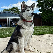 Athena a rejoint le concours — aidez-le/la à gagner de superbes lots ! dog, husky, sitting, outdoor, patio, grass, flowers, trees, collar, fur, canine, pet, nature, clouds, sky, garden, animal, side_view, red_collar, daylight